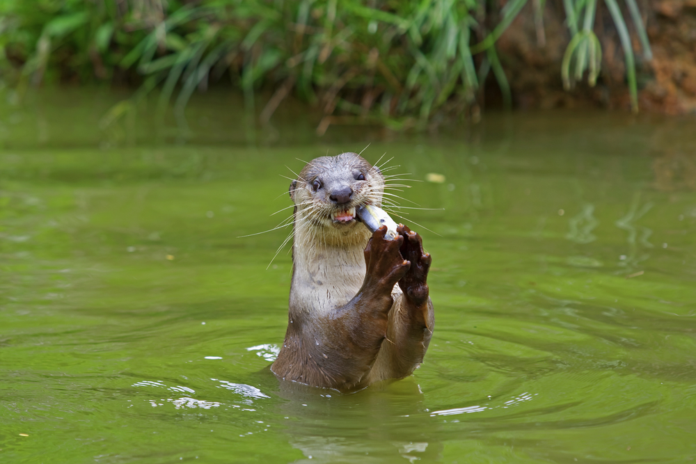 Otter with fish