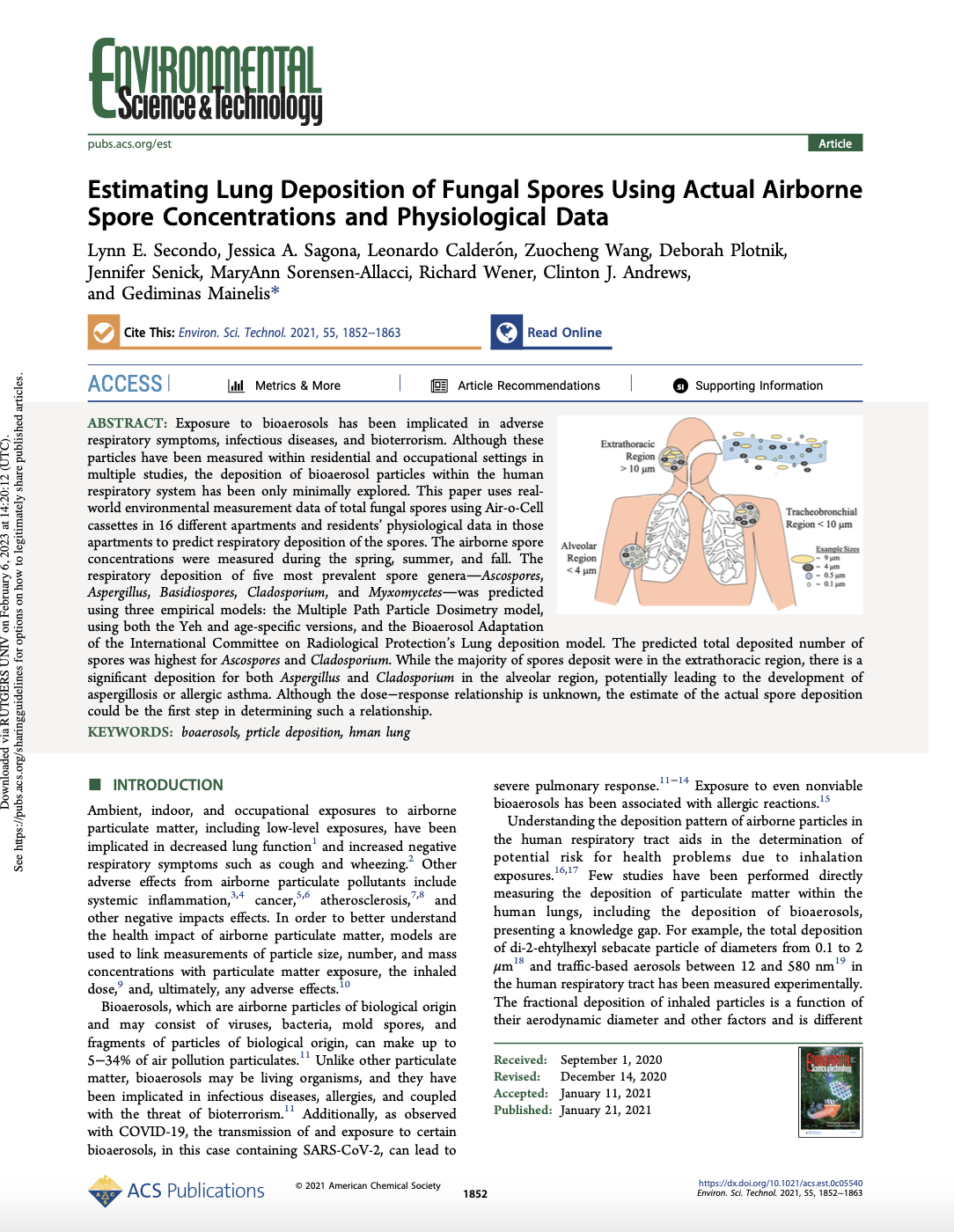 Estimating lung deposition of fungal spores using actual airborne spore concentrations and physiological data